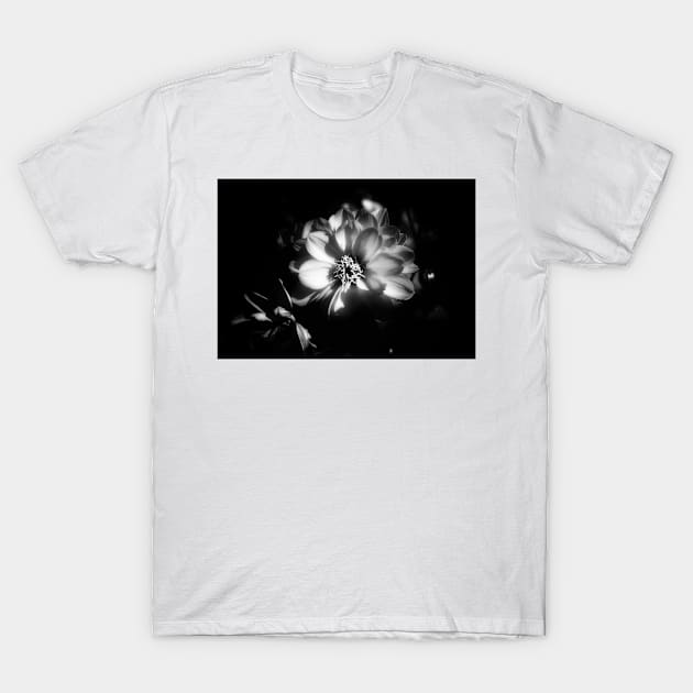 Sunlit Dahlia In Black and White T-Shirt by JimDeFazioPhotography